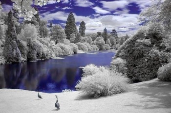 Infrared Trees