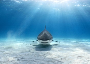 Tiger Shark