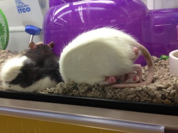 Looks Comfortable
