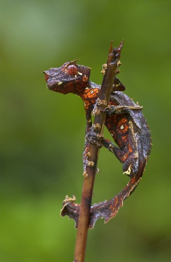 Leaf Tailed Gecko