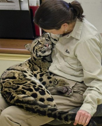 Clouded Leopard Cub @ The San Diego Zoo