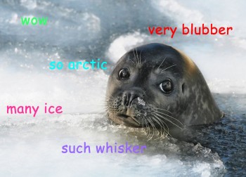 Seel
