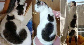 Catception