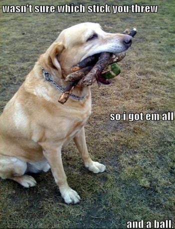 Fetch!