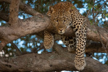 Lazy Leopard