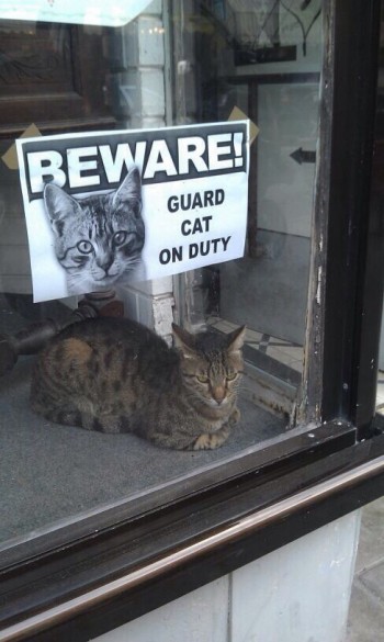 Guard Cat