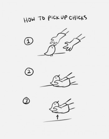 Picking Up Chicks