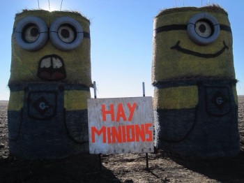 Hay Minions