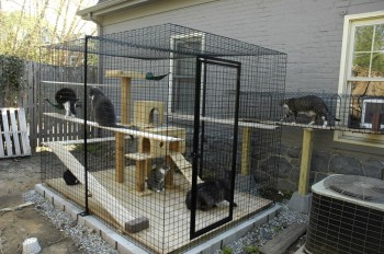 Catio