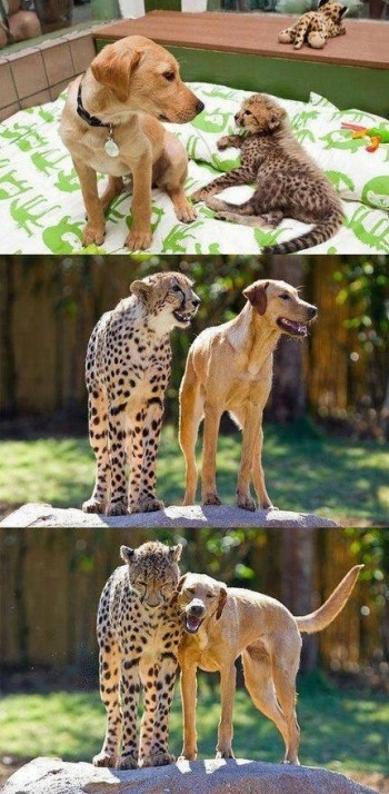 Friends