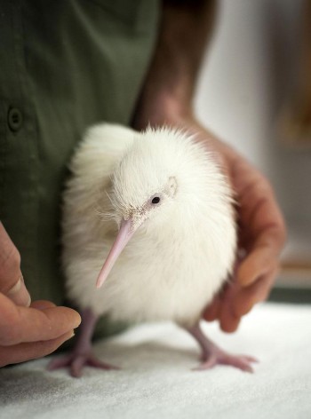 White Kiwi