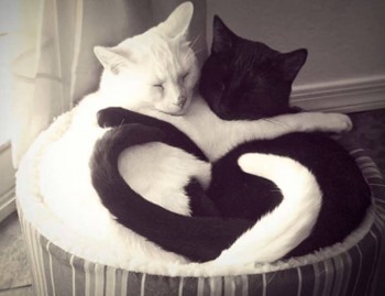Kitty Love
