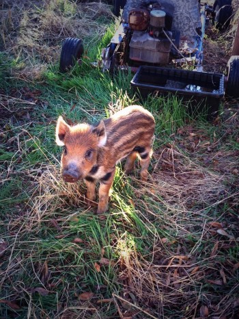 Wild Baby Pig