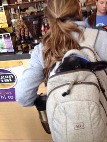 Bag Goat