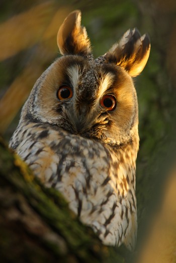 Long Eared Owl