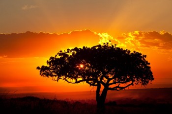 African Sunset