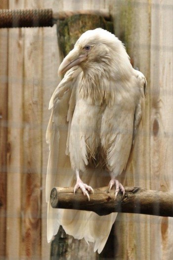 White Raven
