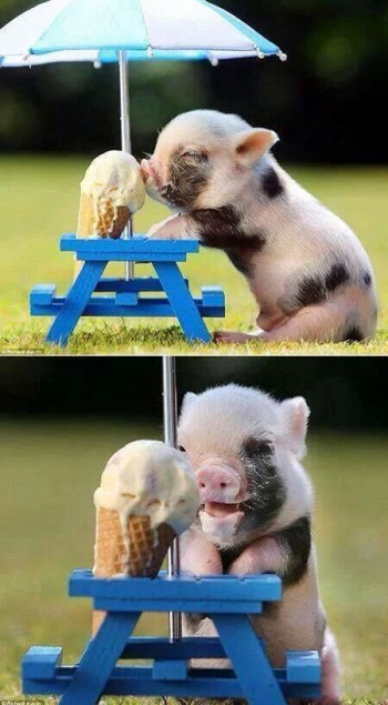 Happy Piglet