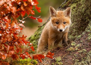 Baby Fox