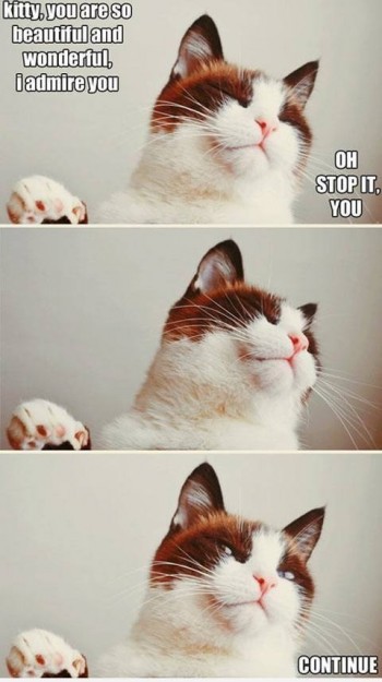 Unicorn Horn For Cats!