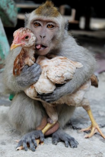 Tasty tasty chicken...
