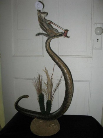 Taxidermy