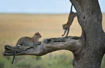 Jaguars