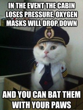Captain Kitty's Safety Tips