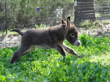 Baby Donkey