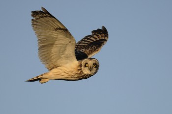 Whooooooo?