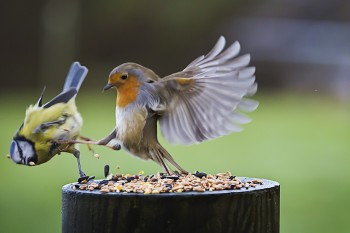 My food!