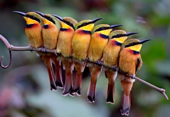 Birds of a Feather
