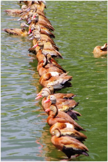 Got all my ducks in a row...