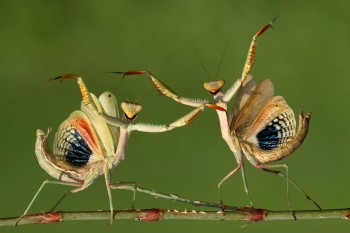 Come at us bro!