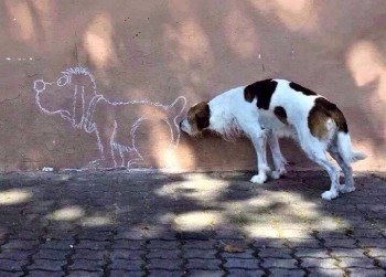 Because Dog
