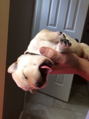 Yawning Puppy
