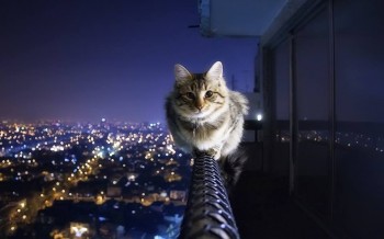 Cat Walk