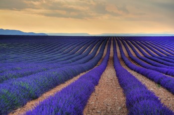 Lavender Fields