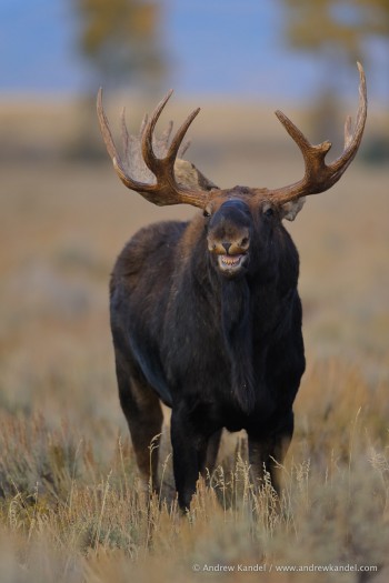 Moose