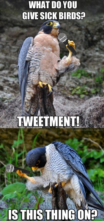 Bird Humor