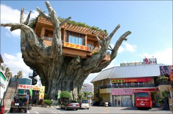 Gajumaru Treehouse Diner in Okinawa