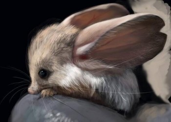 Long Eared Jerboa