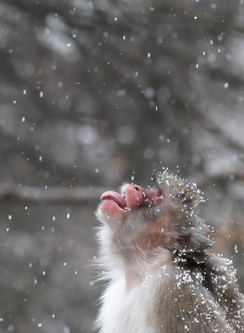 Let it snow