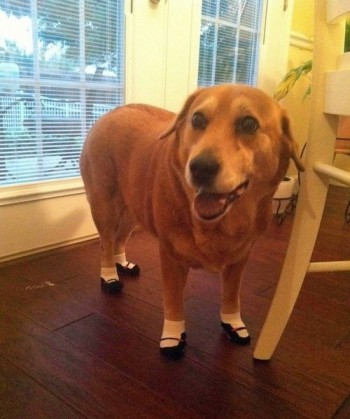 Dog Shoes
