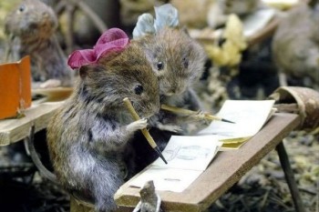 Animal Testing