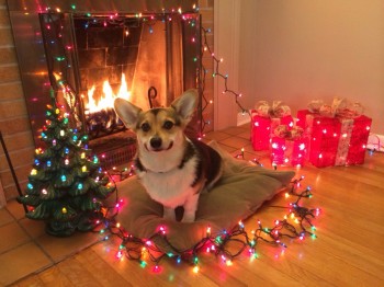 Christmas Corgi