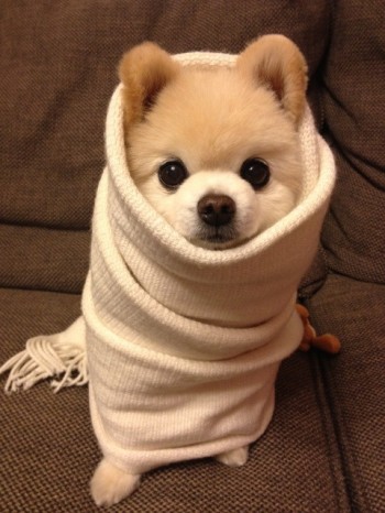 Puppy Burrito