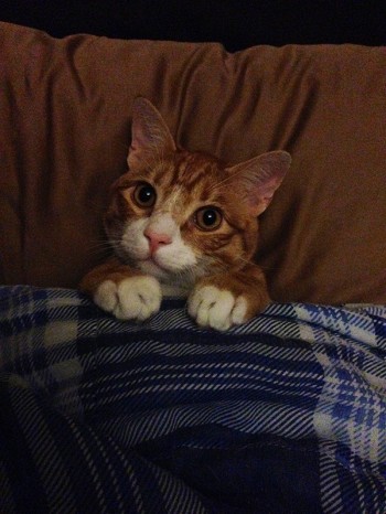Kitty in Bed