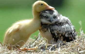 Duck and Owl