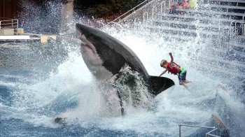 Sea World To Discontinue Great White Shark Ride